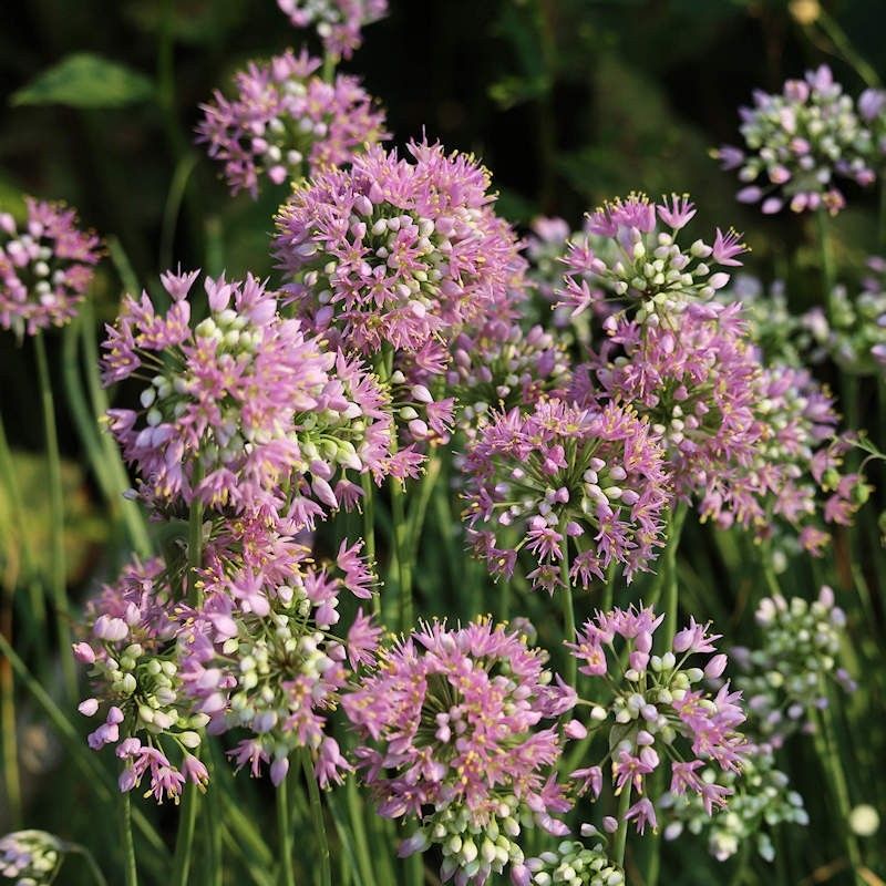 Prairie Candle Onion