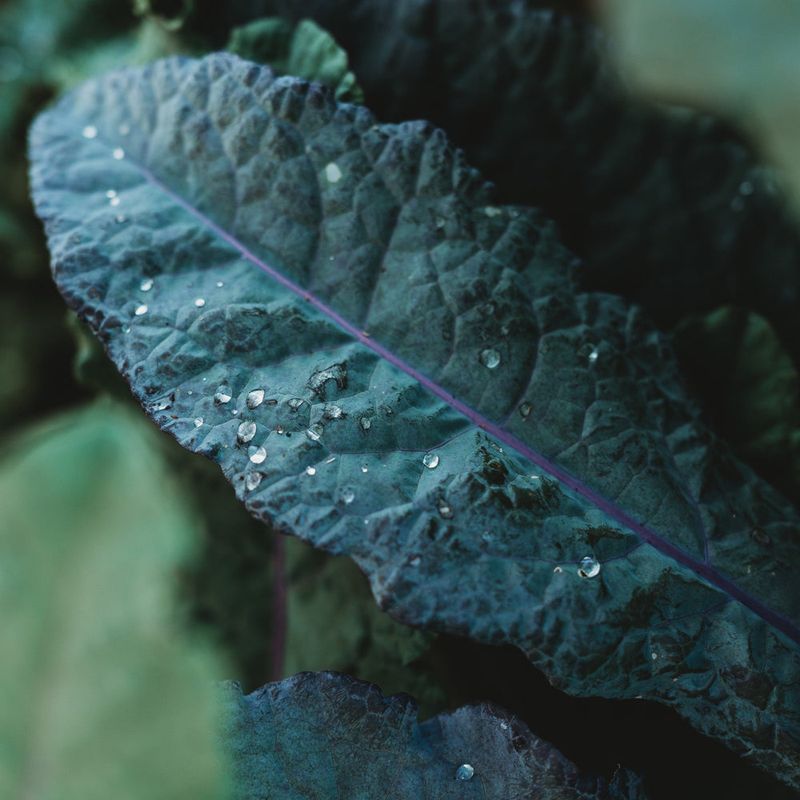 Appalachian Blue Kale