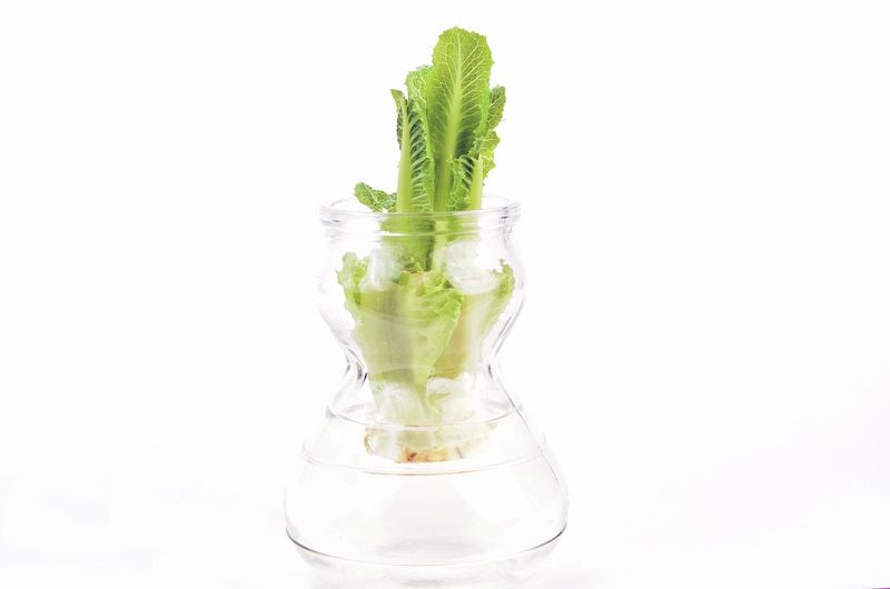 Romaine Lettuce