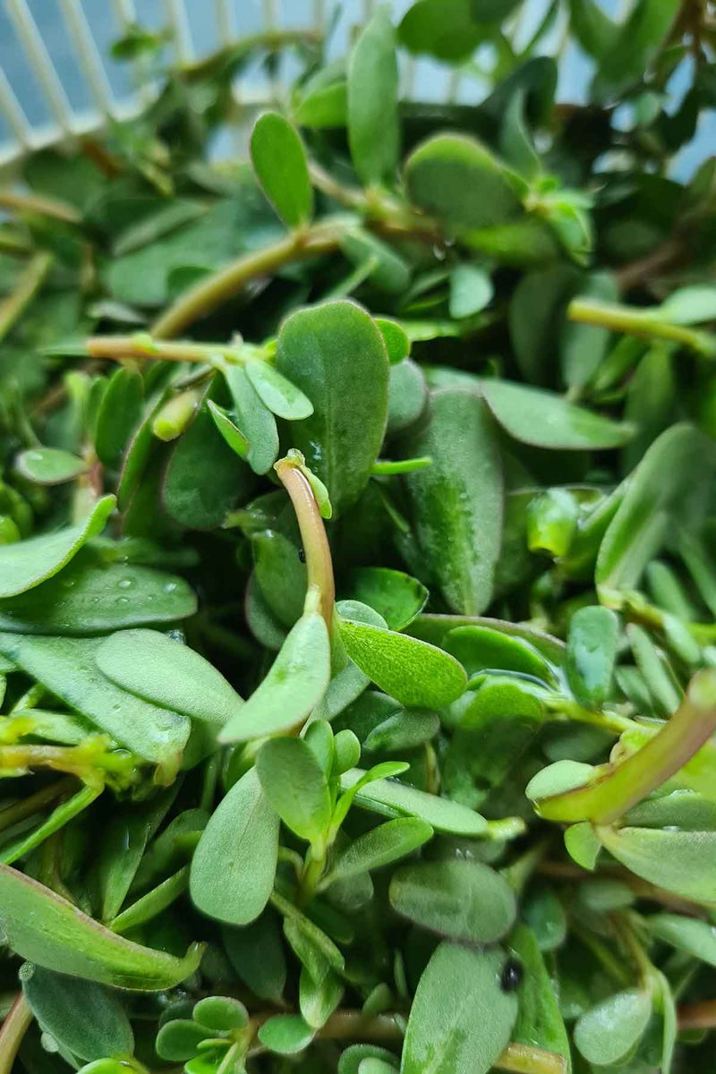 Purslane