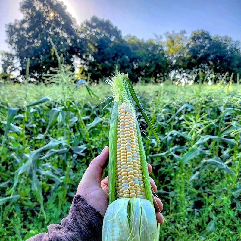 Summer Sweet Corn and Tomatoes
