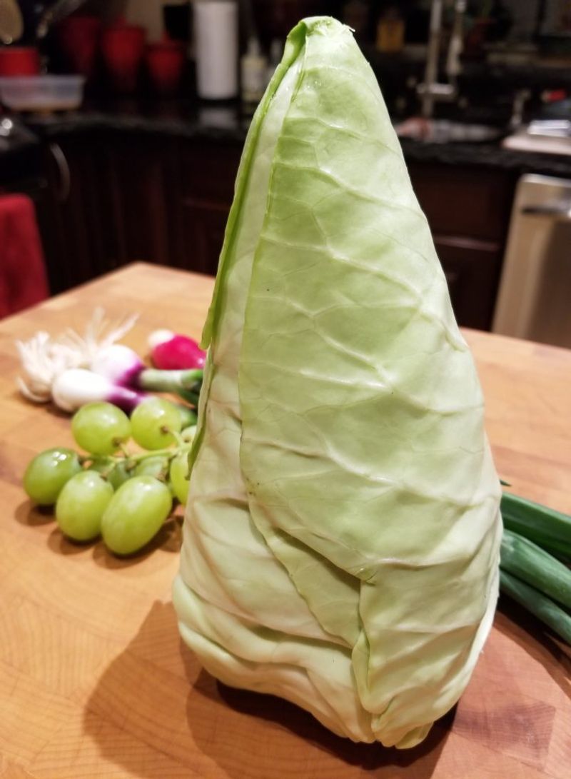 Conehead cabbage