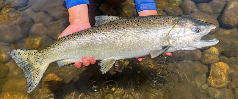 King (Chinook) Salmon