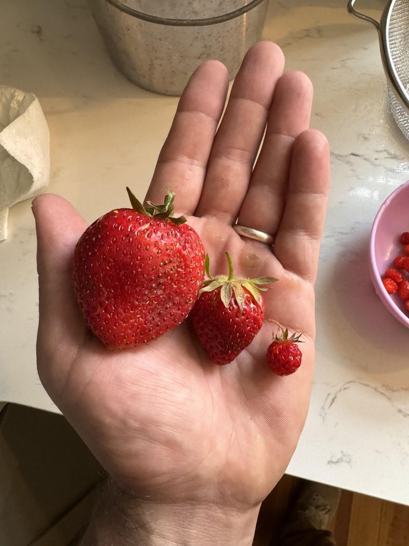 Strawberries