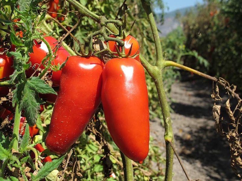 San Marzano