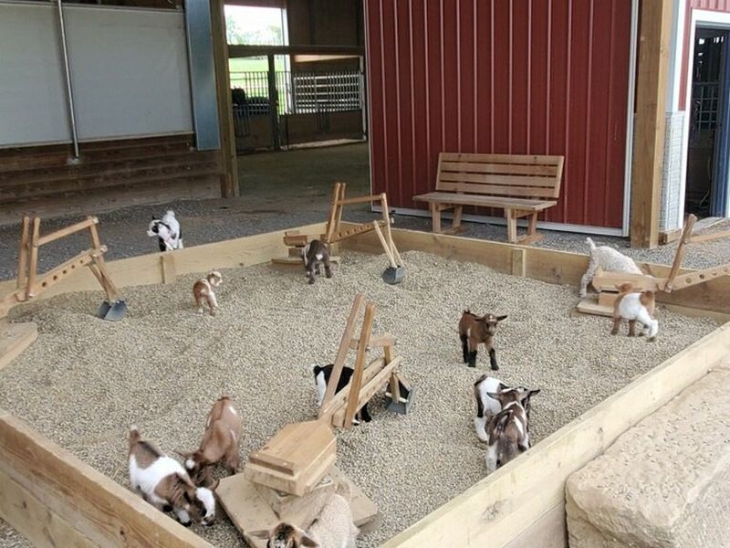 Beloved Animal Petting Farm