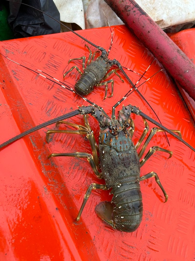 Indian spiny lobster (Panulirus homarus)