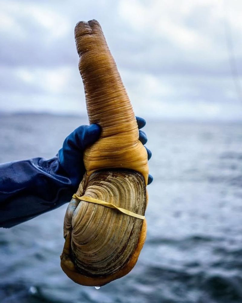 Geoduck (Washington)