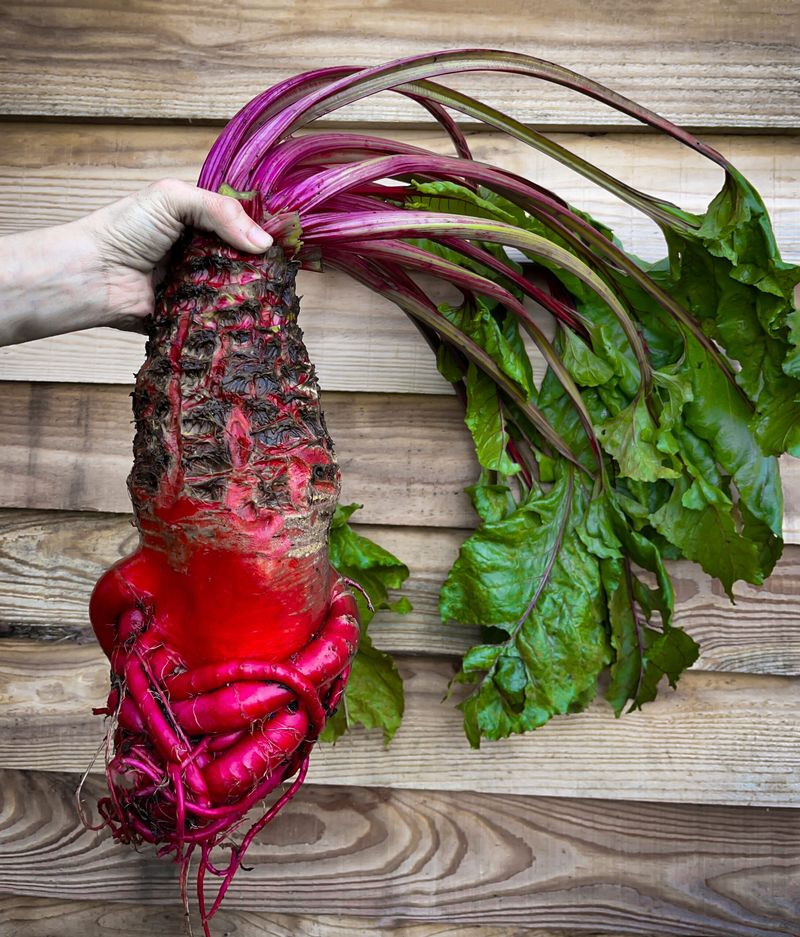 Mangel Beets (Fodder Beets)