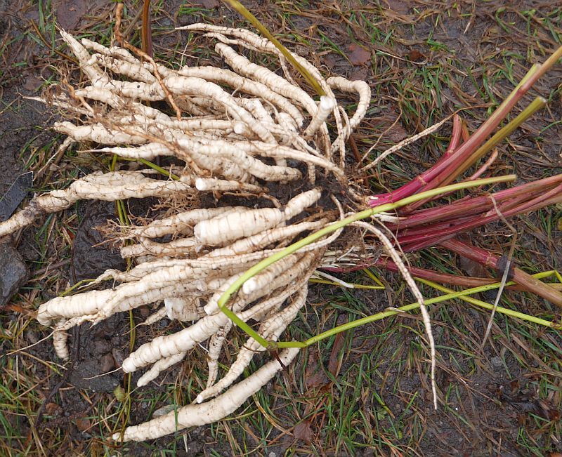 Skirret
