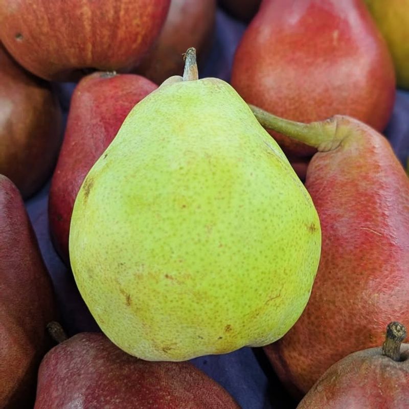 Pears