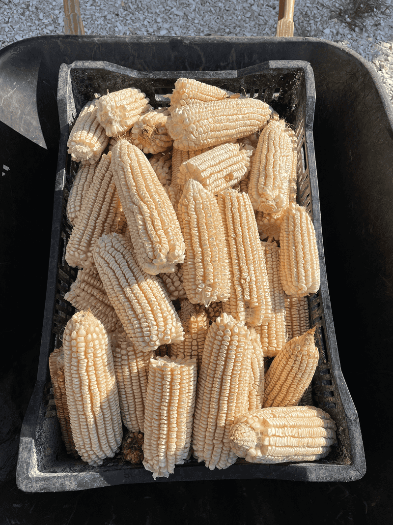 Roanoke White Corn Bean