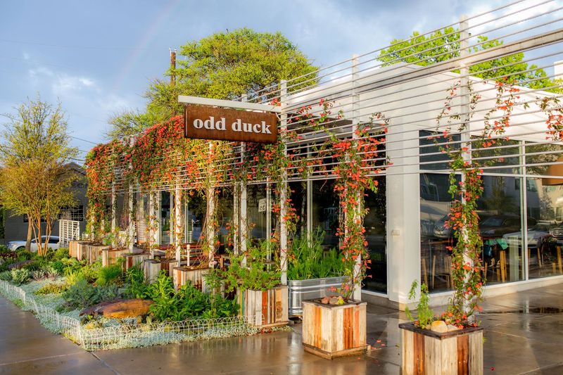 Odd Duck