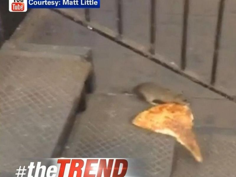 Pizza Rat Memories