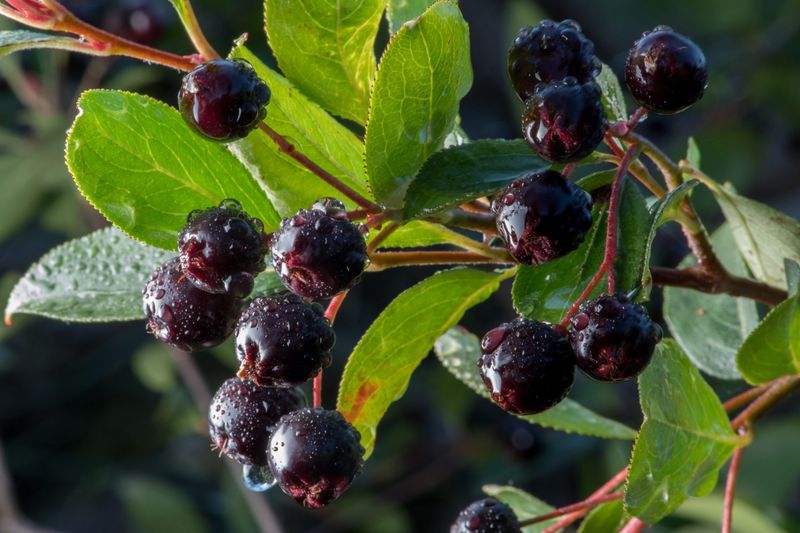 Aronia (Chokeberry)