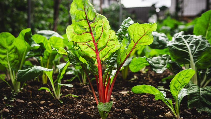 Swiss Chard