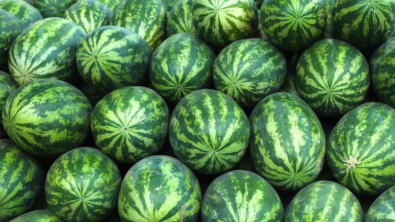 Choose Medium To Large, Not Giant