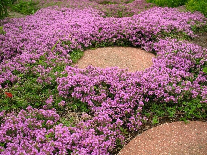 Creeping Thyme