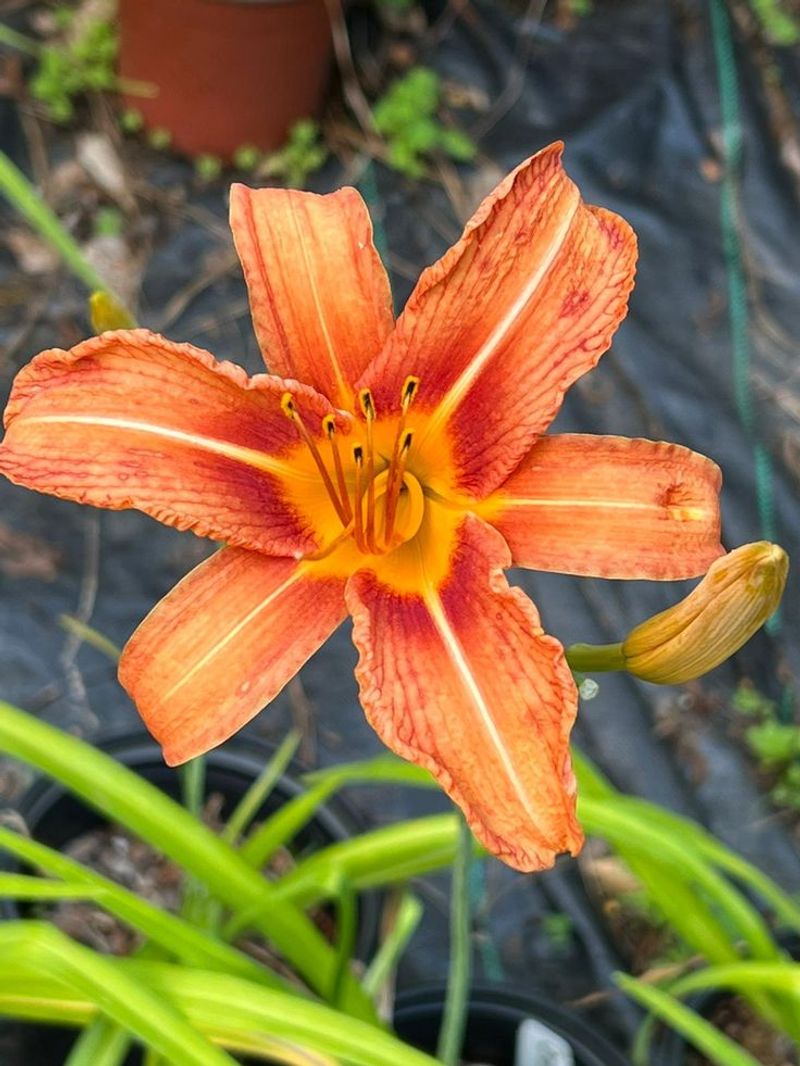 Daylily
