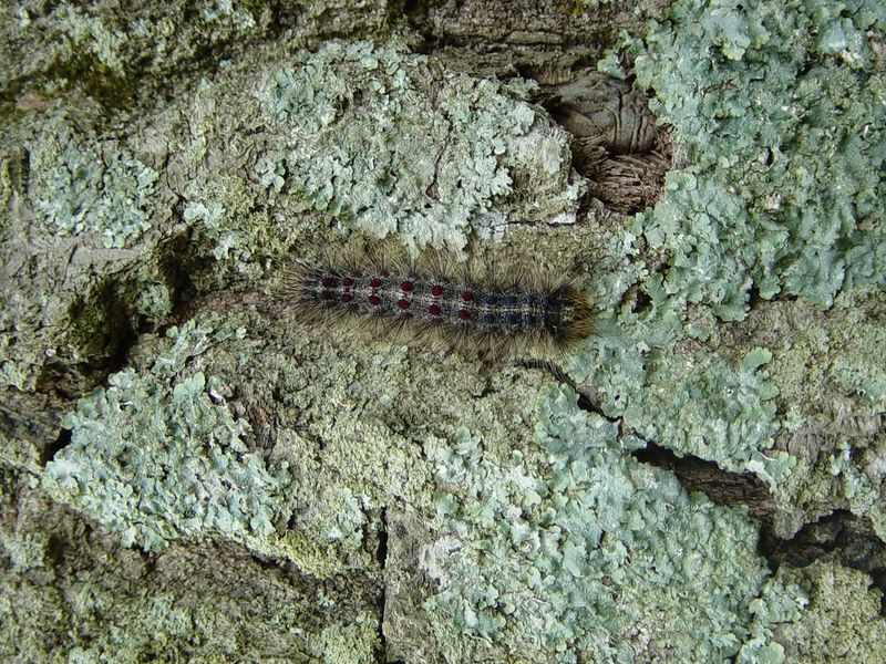 Support the Tree and Check the Diagnosis