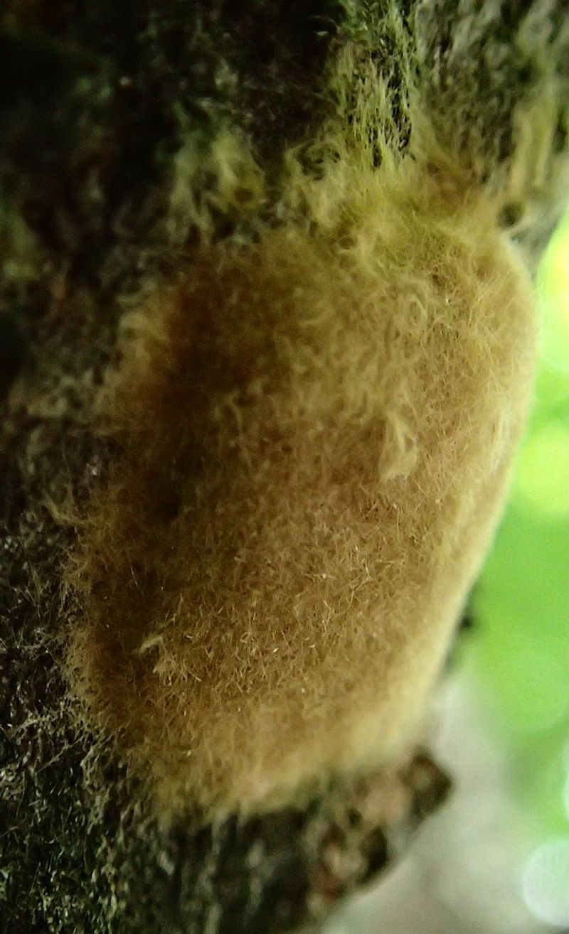 Inspect Egg Masses Before Caterpillars Hatch