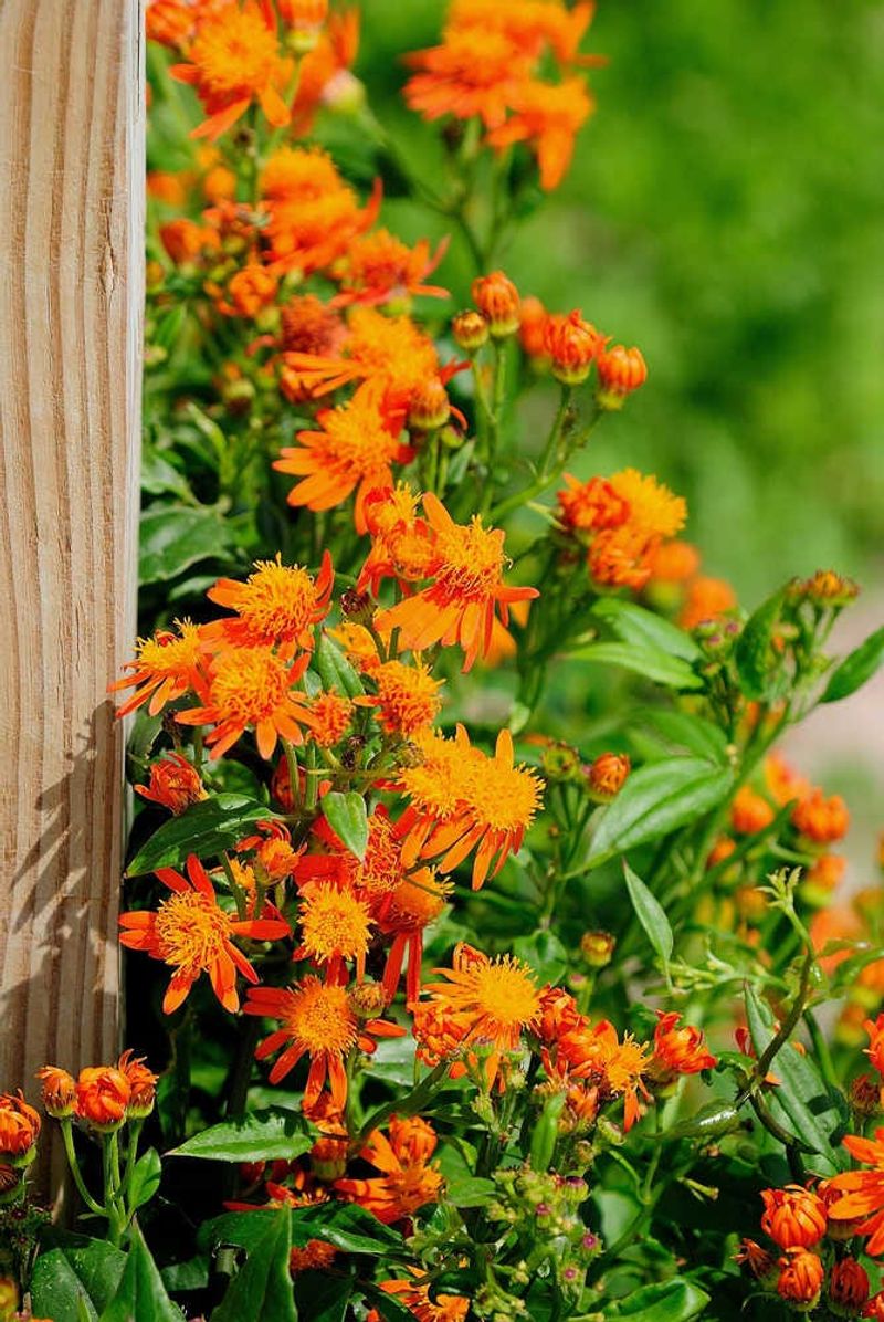 Mexican Flame Vine Brings Fiery Orange Energy
