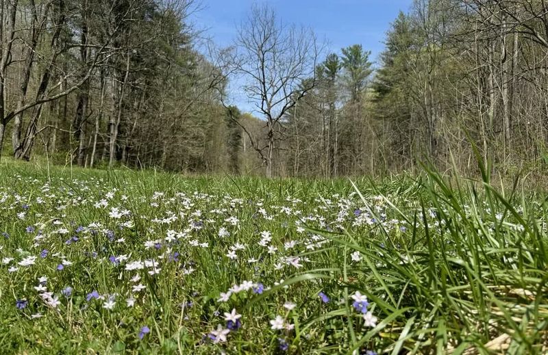 Buckeye & Ridge Trails &ndash; Boch Hollow State Nature Preserve, Near Logan