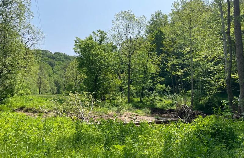 Archers Fork Trail &ndash; Wayne National Forest, Near Matamoras