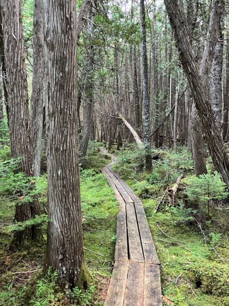 Johnson Woods Boardwalk Trail &ndash; Johnson Woods State Nature Preserve, Near Marshallville