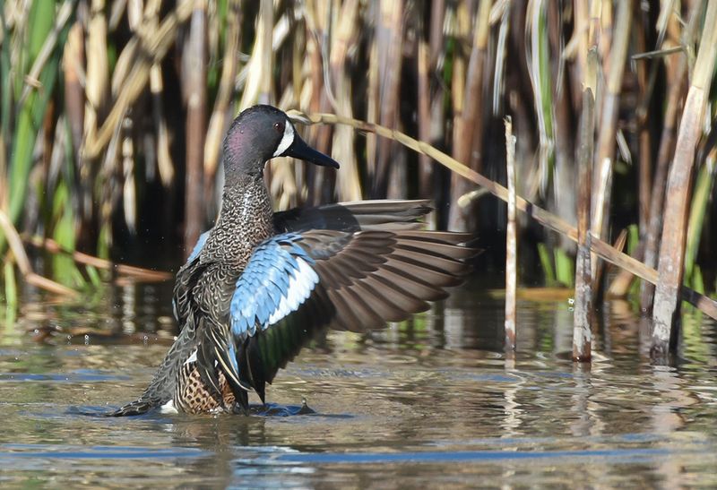 Magee Marsh Wildlife Area, Oak Harbor, Ohio