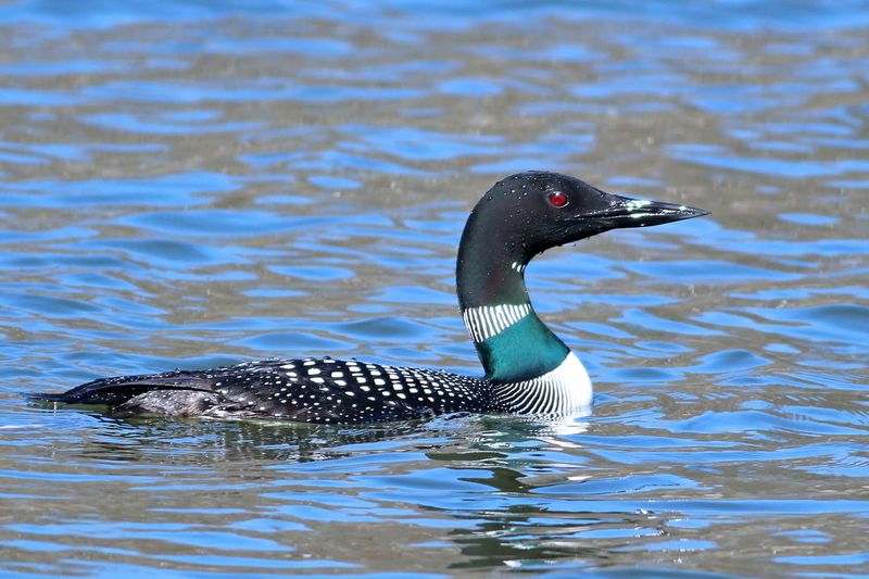 Meadowbrook Marsh, Marblehead, Ohio