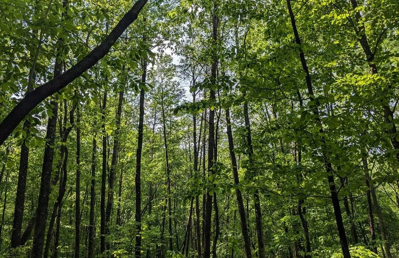 Logan Trail &ndash; South Loop, Tar Hollow State Forest