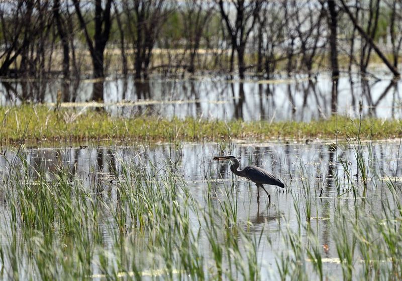 Howard Marsh Metropark, Curtice, Ohio