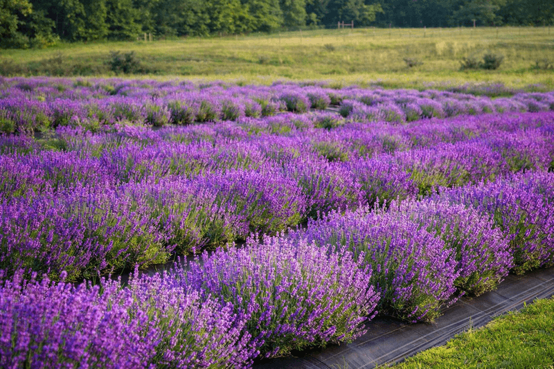 Family Friendly Fun And Community Vibes