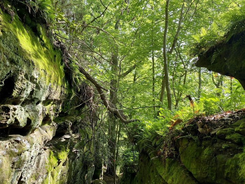 Rhododendron Cove Trail &ndash; Rhododendron Cove State Nature Preserve, Near Sugar Grove