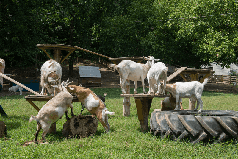 The atmosphere feels rustic, intimate, and warm