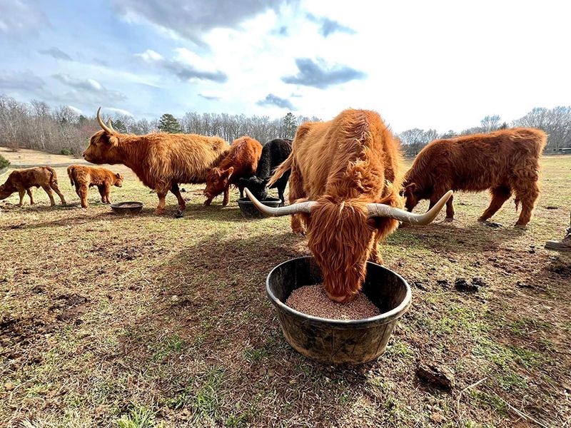 Why This Benton Farm Belongs on Your Tennessee Bucket List
