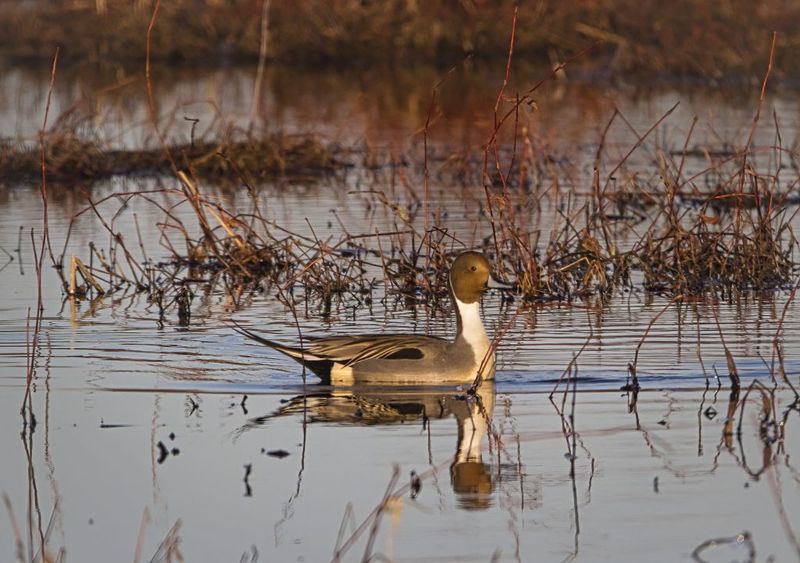 Ottawa National Wildlife Refuge, Oak Harbor, Ohio