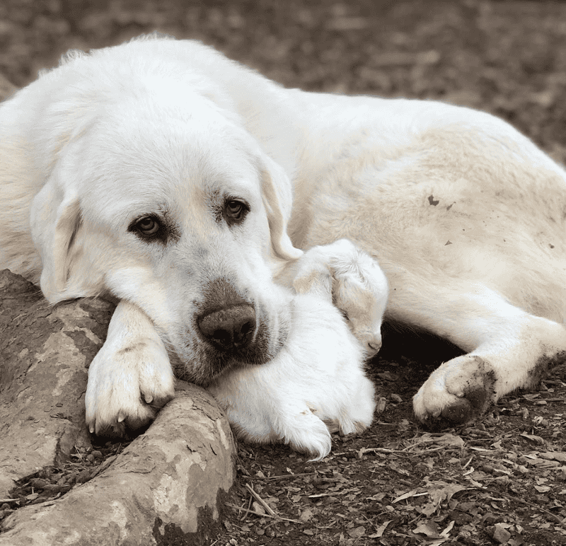 The cuddle factor is very real