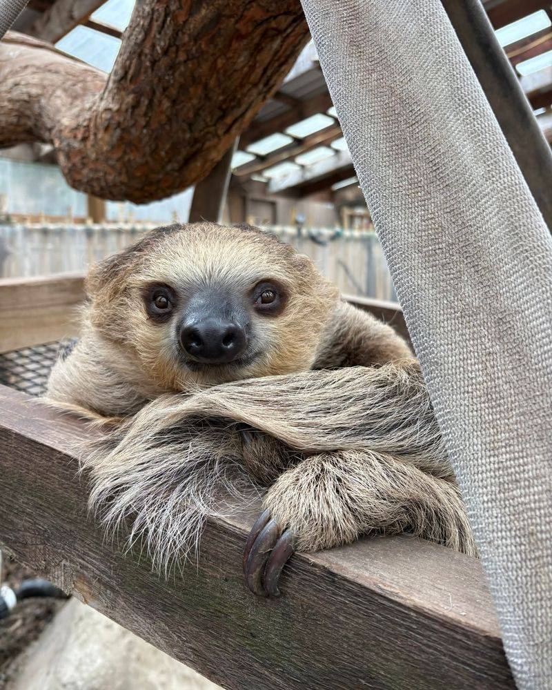 The Sloth House Stroll