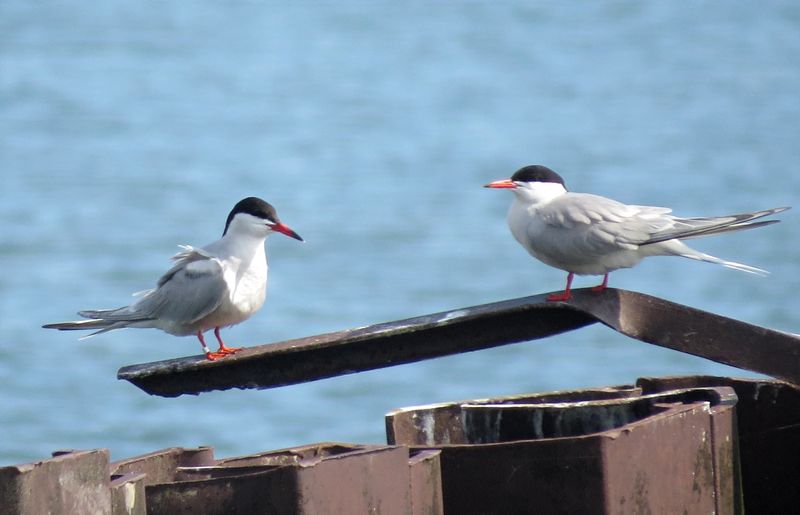 Maumee Bay State Park, Oregon, Ohio