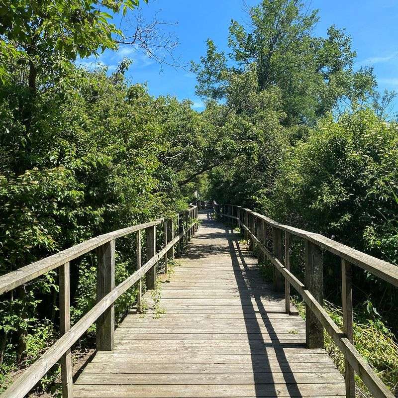 Magee Marsh Wildlife Area, Oak Harbor, Ohio