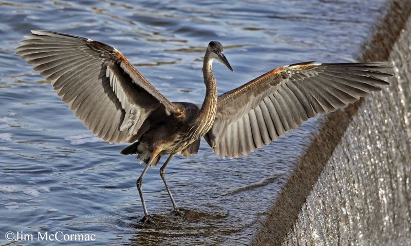 Birding Along the Franklin Riverbanks