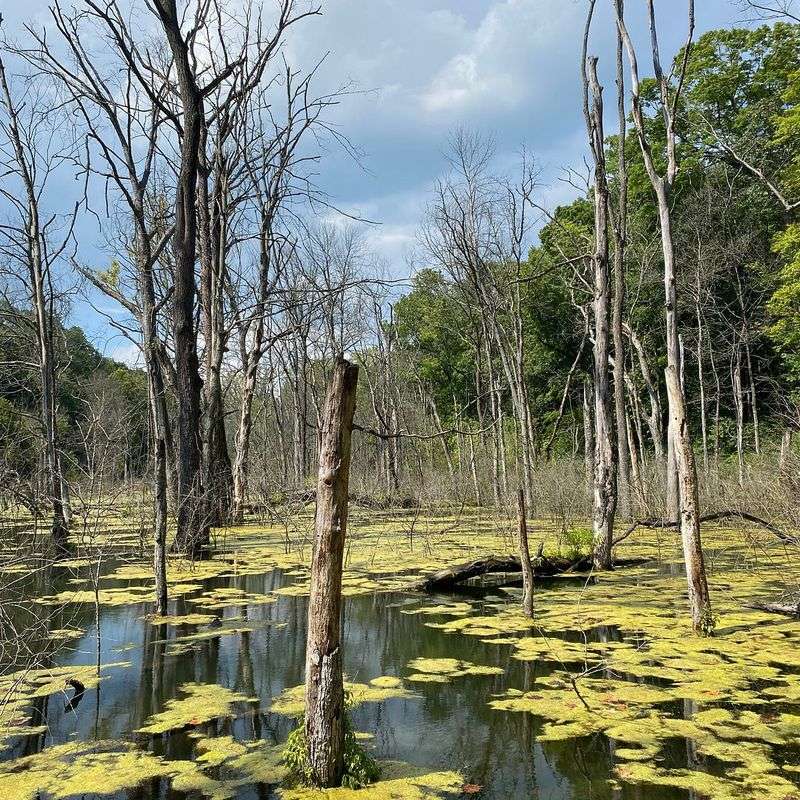 Make A Day Of It: Access, Families, And Gentle Etiquette