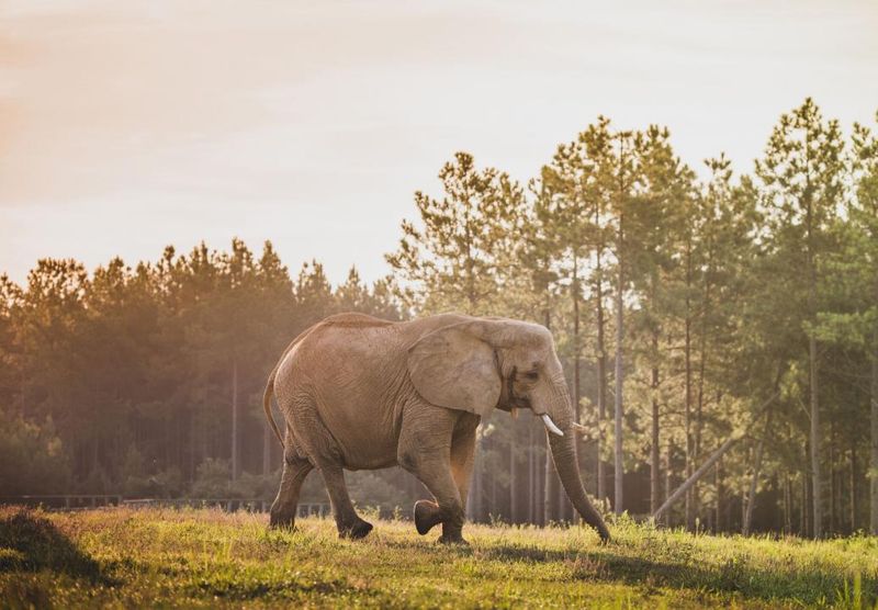 The Elephant Sanctuary, Hohenwald