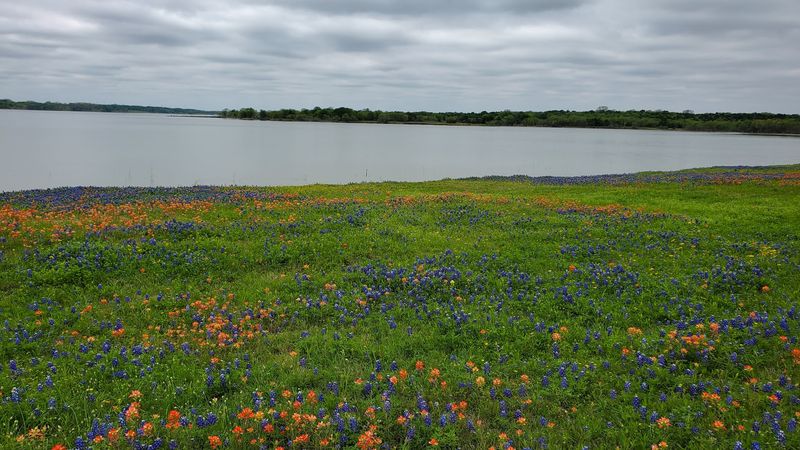 Bardwell Lake's Waterfront Wildflower Views