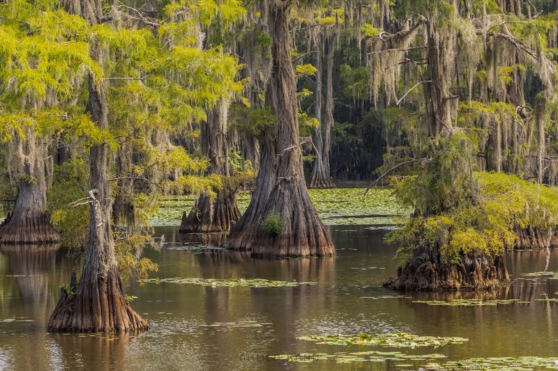 Caddo Lake State Park on the Texas–Louisiana Border