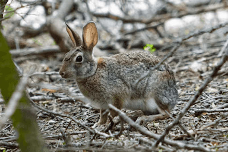 Bunnies and Lizards Provide Constant Entertainment