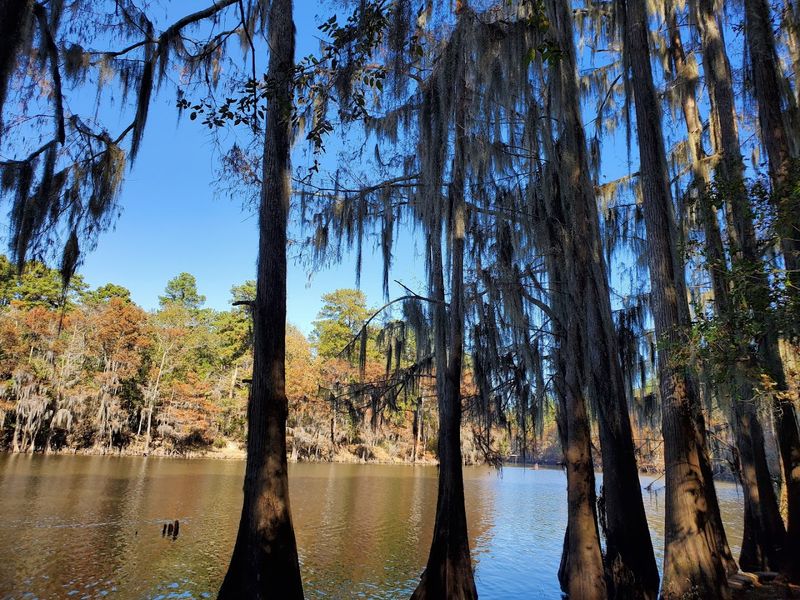 Caddo Lake State Park