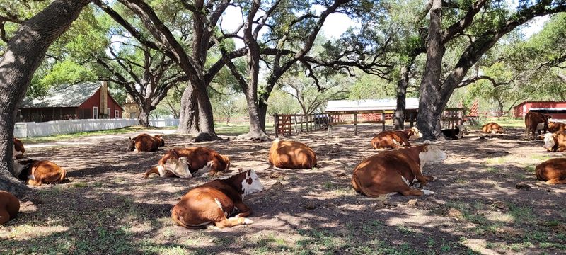 Wildlife Encounters Across Hill Country Habitat